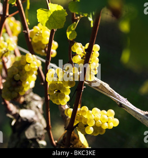 Close-Up Of Green Grapes, Sag Harbor, New York, Usa Stock Photo