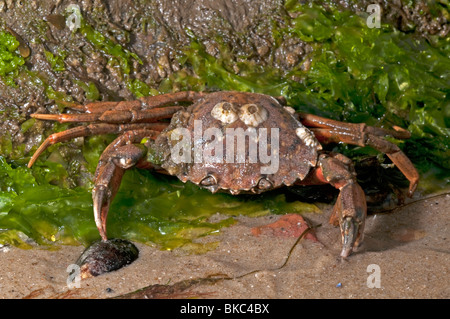 Green Shore Crab, Green Crab, North Atlantic Shore Crab (Carcinus maenas) at low tide. Stock Photo