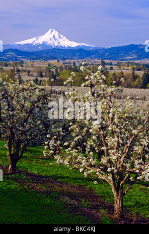 Spring pear blossoms in orchards of Oregon's Hood River Valley with Mt Hood. Stock Photo