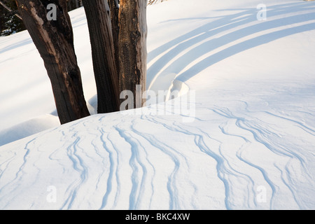 Tree Well - Burned Trees from the Gnarl Ridge fire, Cooper Spur, Mount Hood National Forest - Mount Hood, Oregon Stock Photo