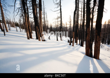 Burned Trees from the Gnarl Ridge fire, Cooper Spur, Mount Hood National Forest - Mount Hood, Oregon Stock Photo