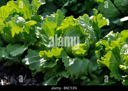 Iceberg lettuce (Lactuca sativa var. capitata) Stock Photo