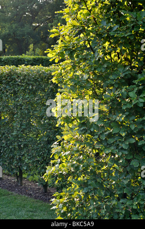 Common hornbeam (Carpinus betulus) Stock Photo