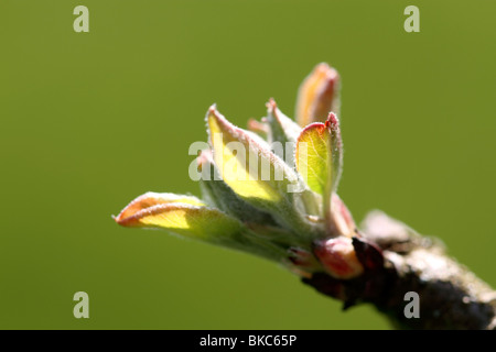 spring growth on apple tree Stock Photo