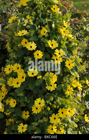 Black-eyed Susan (Thunbergia alata) Stock Photo