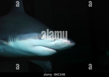 Sandbar shark, Carcharhinus plumbeus, captive Stock Photo