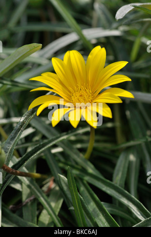 Treasure flower (Gazania linearis) Stock Photo