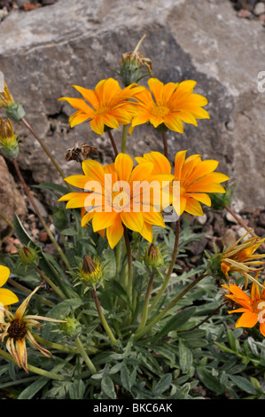 Treasure flower (Gazania rigens) Stock Photo