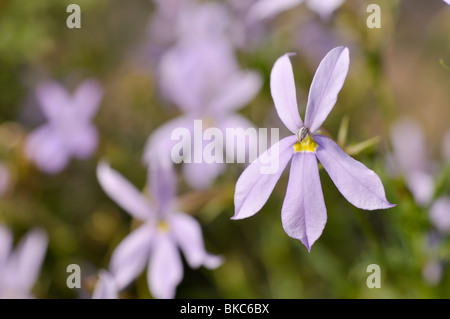 Laurentia axillaris 'Starshine Blue' syn. Isotoma axillaris 'Starshine Blue' Stock Photo