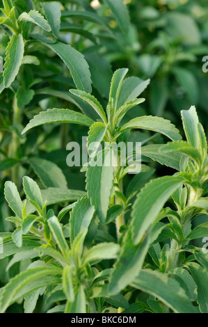 Sweet leaf of Paraguay (Stevia rebaudiana) Stock Photo