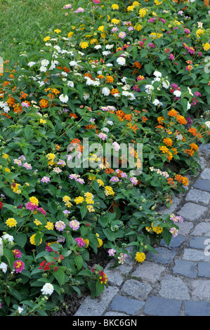 West Indian lantana (Lantana camara) Stock Photo