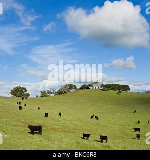 Herd of Black Angus cows and calves in green pasture, Santa Barbara country, California Stock Photo