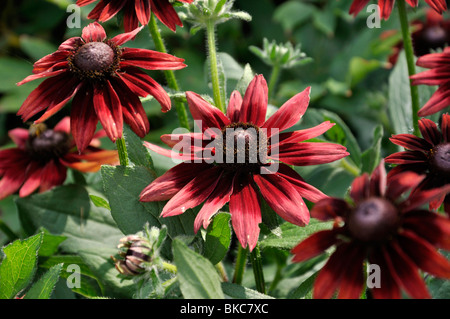 Black-eyed Susan (Rudbeckia hirta 'Cherry Brandy') Stock Photo