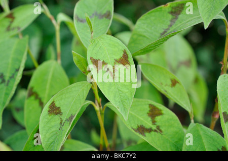 Jumpseed (Persicaria filiformis 'Lance Corporal' syn. Polygonum filiforme 'Lance Corporal') Stock Photo