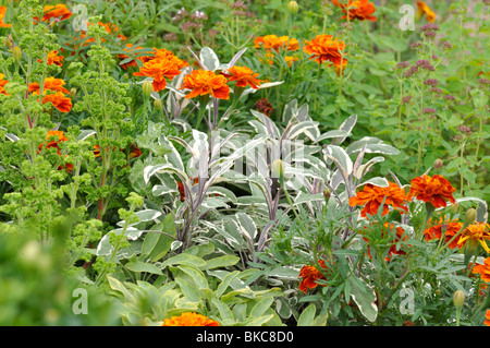 Common sage (Salvia officinalis 'Tricolor') and marigolds (Tagetes) Stock Photo