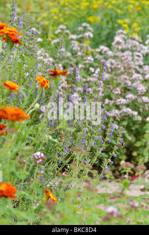 Hyssop (Hyssopus officinalis) and marigolds (Tagetes) Stock Photo