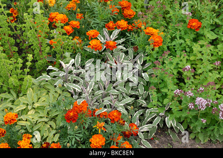 Common sage (Salvia officinalis 'Tricolor'), marigolds (Tagetes) and Greek oregano (Origanum vulgare) Stock Photo