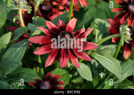 Black-eyed Susan (Rudbeckia hirta 'Cherry Brandy') Stock Photo