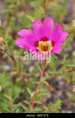 Moss-rose purslane (Portulaca grandiflora) Stock Photo