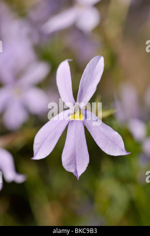 Laurentia axillaris 'Starshine Blue' syn. Isotoma axillaris 'Starshine Blue' Stock Photo
