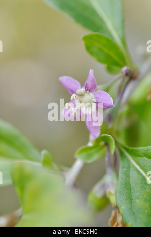 Chinese wolfberry (Lycium chinense) Stock Photo