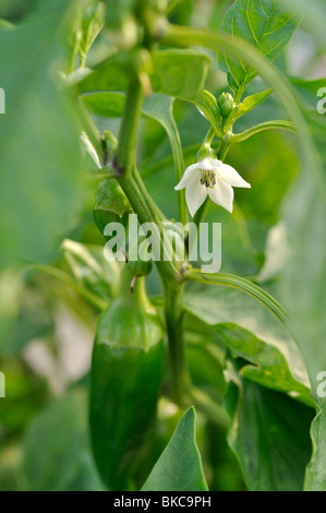 Sweet pepper (Capsicum annuum 'Palladio') Stock Photo