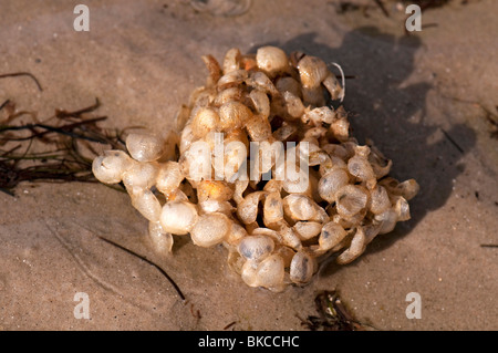 Egg case of Common Whelk (Buccinum undatum), washed ashore. Stock Photo