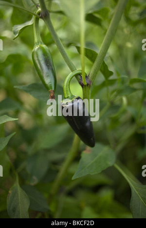 Jalapeno peppers grow on a plantation in Las Guacamayas Eco-tourist Center, in Chiapas, Mexico Stock Photo