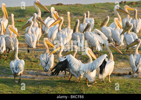 Rosapelikane / eastern white pelicans Stock Photo