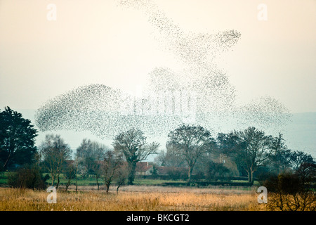 Flock of Common Starling, Sturnus vulgaris, displaying aerial patterns before steeling into the reed beds Stock Photo