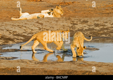 playing lions Stock Photo