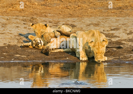 lioness Stock Photo