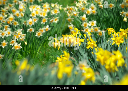 Daffodils in the Norfolk Countryside on a sunny spring day Stock Photo