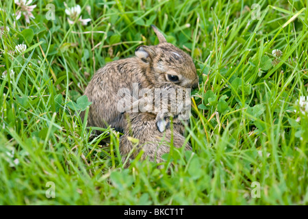 Hare Brown Lepus europaeus, leverets hiding in grass. UK, Summer. Stock Photo