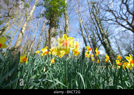 Daffodils in a wood in the Norfolk Countryside on a sunny spring day Stock Photo