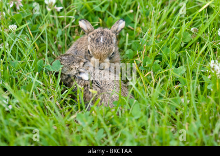 Hare Brown Lepus europaeus, leverets hiding in grass. Stock Photo