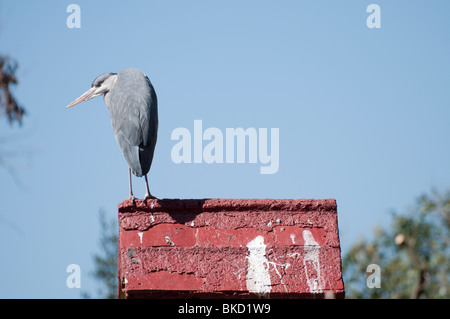 Heron on Little Red Roof Stock Photo