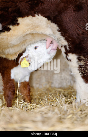 Feeding Calf Stock Photo