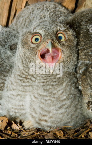 Eastern Screech Owl Young in cavity nest 3 1/2 weeks old Otus Megascops asio E NA, by Bill Lea/Dembinsky Photo Assoc Stock Photo