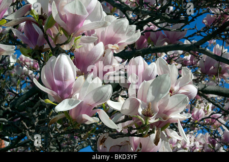 Saucer Pink Japanese Magnolia Tree in bloom Spring E USA, by Dembinsky Photo Assoc