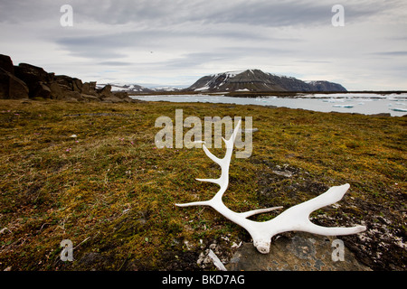 Norway, Svalbard, Edgeoya Island, Reindeer antlers on tundra beneath mountains along Habenichtbukta Bay Stock Photo