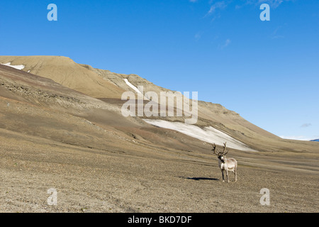 Norway, Svalbard, Edgeoya Island, Reindeer (Rangifer tarandus) grazing on barren tundra along Diskobukta Bay on summer day Stock Photo