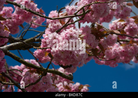 cherry blossom Stock Photo