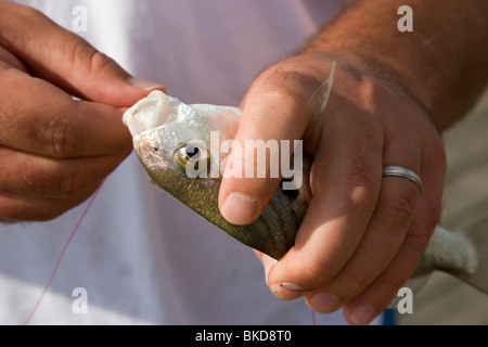 Man removing hook from fish mouth Stock Photo