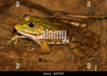Wasserfrosch, Frosch, grünfrosch,rana, Ranoidea Stock Photo