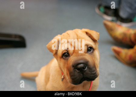 Shar Pei puppy baby looking at camera. Stock Photo