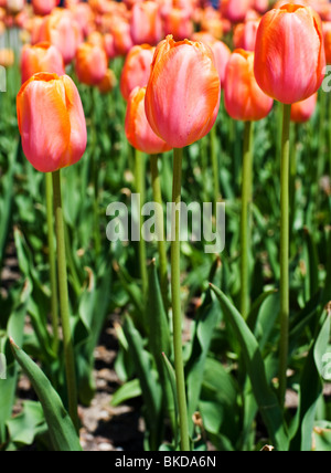 Close up of tulips at the Tulip Time Festival in Holland, Michigan Stock Photo