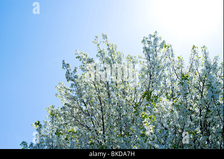 Upward view of a blossoming crabapple tree in spring Stock Photo