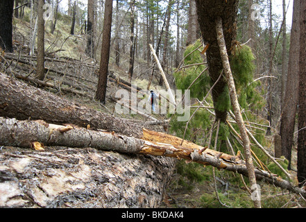 Winter storms downed trees in an area that was compromised by the Aspen Fire in 2003 on Mount Lemmon, Arizona, USA. Stock Photo