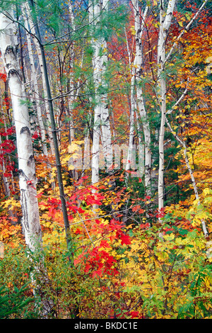 White Barks and Colorful Leaves, White Mountains,New Hampshire Stock Photo